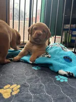(Beatrix) Brown collar American FoxRed , a female Labrador Retriever for sale in Buffalo, NY – Photo 7 of 8