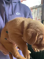 (Beatrix) Brown collar American FoxRed , a female Labrador Retriever for sale in Buffalo, NY – Photo 5 of 8