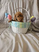 (Mirabelle) Beautiful American FoxRed Labrador , a female Labrador Retriever for sale in Buffalo, NY – Photo 2 of 5