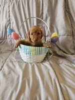 (Mirabelle) Beautiful American FoxRed Labrador , a female Labrador Retriever for sale in Buffalo, NY – Photo 4 of 5