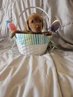 (Mirabelle) Beautiful American FoxRed Labrador , a female Labrador Retriever for sale in Buffalo, NY – Photo 3 of 5