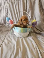 (Mirabelle) Beautiful American FoxRed Labrador , a female Labrador Retriever for sale in Buffalo, NY – Photo 5 of 5