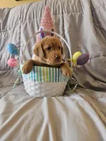 (Mirabelle) Beautiful American FoxRed Labrador , a female Labrador Retriever for sale in Buffalo, NY – Photo 1 of 5