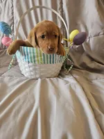 (Miracle) Beautiful American FoxRed Labrador , a female Labrador Retriever for sale in Buffalo, NY – Photo 5 of 6