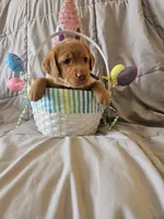 (Miracle) Beautiful American FoxRed Labrador , a female Labrador Retriever for sale in Buffalo, NY – Photo 4 of 6