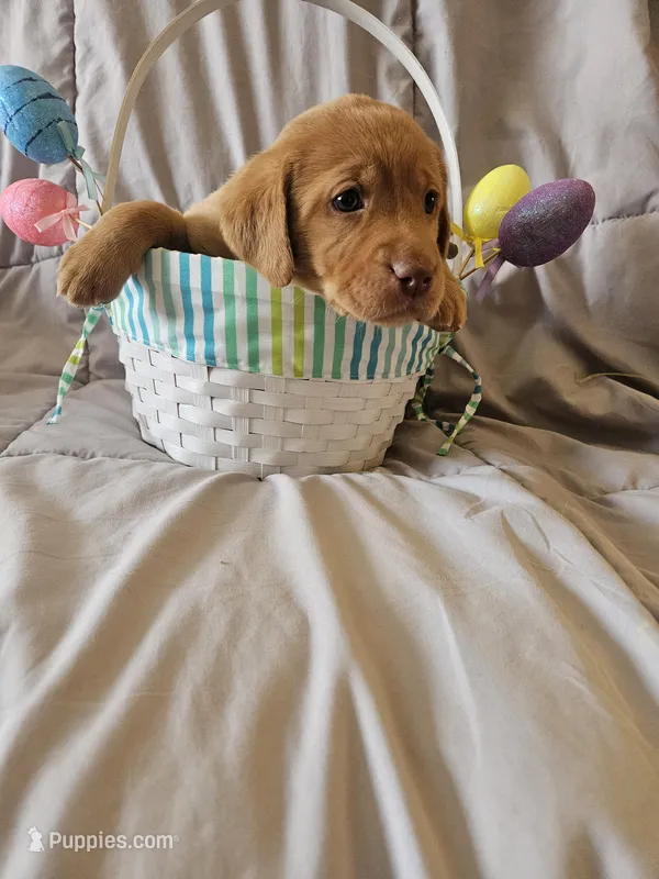 (Miracle) Beautiful American FoxRed Labrador  – Labrador Retriever puppy for sale in Buffalo, NY