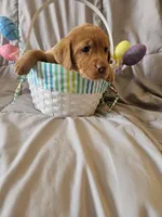 (Miracle) Beautiful American FoxRed Labrador , a female Labrador Retriever for sale in Buffalo, NY – Photo 1 of 6