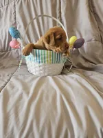 (Miracle) Beautiful American FoxRed Labrador , a female Labrador Retriever for sale in Buffalo, NY – Photo 6 of 6