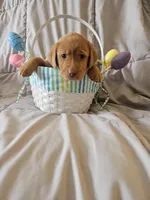 (Miracle) Beautiful American FoxRed Labrador , a female Labrador Retriever for sale in Buffalo, NY – Photo 3 of 6