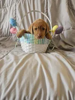 (Miracle) Beautiful American FoxRed Labrador , a female Labrador Retriever for sale in Buffalo, NY – Photo 2 of 6