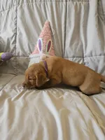 (Tesla) Beautiful American FoxRed Labrador , a female Labrador Retriever for sale in Buffalo, NY – Photo 2 of 7