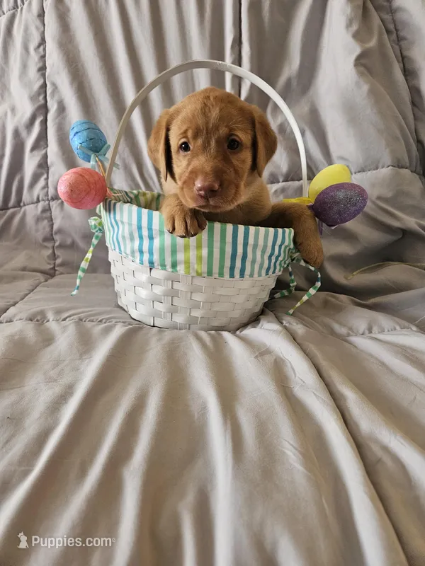 (Tesla) Beautiful American FoxRed Labrador  – Labrador Retriever puppy for sale in Buffalo, NY