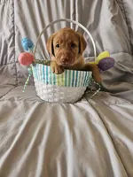 (Tesla) Beautiful American FoxRed Labrador , a female Labrador Retriever for sale in Buffalo, NY – Photo 1 of 7