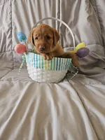(Tesla) Beautiful American FoxRed Labrador , a female Labrador Retriever for sale in Buffalo, NY – Photo 3 of 7