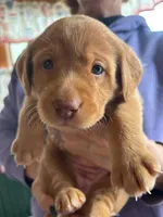 (Tesla) Beautiful American FoxRed Labrador , a female Labrador Retriever for sale in Buffalo, NY – Photo 7 of 7