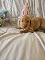 (Tesla) Beautiful American FoxRed Labrador , a female Labrador Retriever for sale in Buffalo, NY – Photo 5 of 7