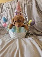 (Tesla) Beautiful American FoxRed Labrador , a female Labrador Retriever for sale in Buffalo, NY – Photo 6 of 7