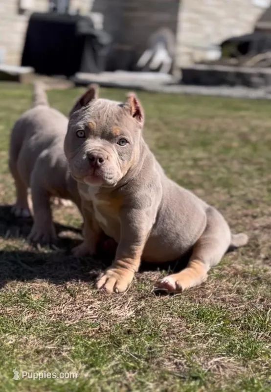 Honey 🍯  – American Bully puppy for sale in Wilbraham, MA