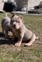 Honey 🍯 , a female American Bully for sale in Wilbraham, MA – Photo 1 of 10