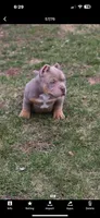 Honey 🍯 , a female American Bully for sale in Wilbraham, MA – Photo 6 of 10