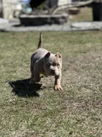 Honey 🍯 , a female American Bully for sale in Wilbraham, MA – Photo 7 of 10