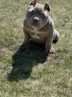 Honey 🍯 , a female American Bully for sale in Wilbraham, MA – Photo 4 of 10