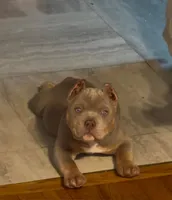 Honey 🍯 , a female American Bully for sale in Wilbraham, MA – Photo 2 of 10