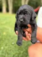 Bashful, a female Labrador Retriever for sale in Eaton Rapids, MI – 4 of 5