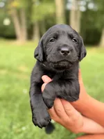 Bashful, a female Labrador Retriever for sale in Eaton Rapids, MI – 1 of 5