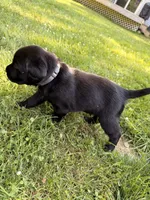 Bashful, a female Labrador Retriever for sale in Eaton Rapids, MI – 3 of 5
