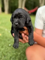 Bashful, a female Labrador Retriever for sale in Eaton Rapids, MI – 5 of 5