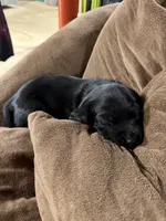 Bashful, a female Labrador Retriever for sale in Eaton Rapids, MI – 2 of 5