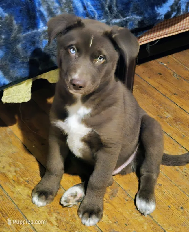 Liver color blue eyed