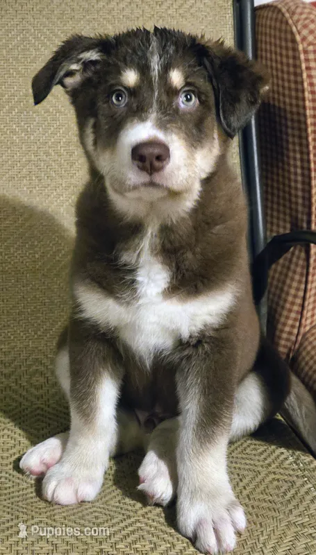 Liver colored blue eyed