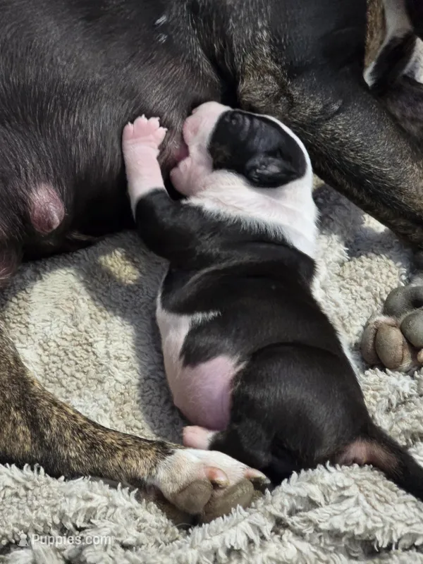 LSD ONLY THE LONELY – Bull Terrier puppy for sale in Montclair, CA