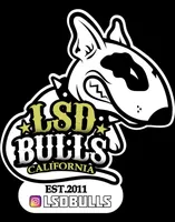 LSD ONLY THE LONELY, a male Bull Terrier for sale in Montclair, CA – Photo 5 of 5