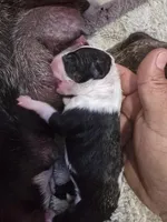 LSD ONLY THE LONELY, a male Bull Terrier for sale in Montclair, CA – Photo 2 of 5