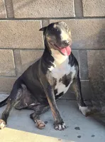LSD ONLY THE LONELY, a male Bull Terrier for sale in Montclair, CA – Photo 3 of 5