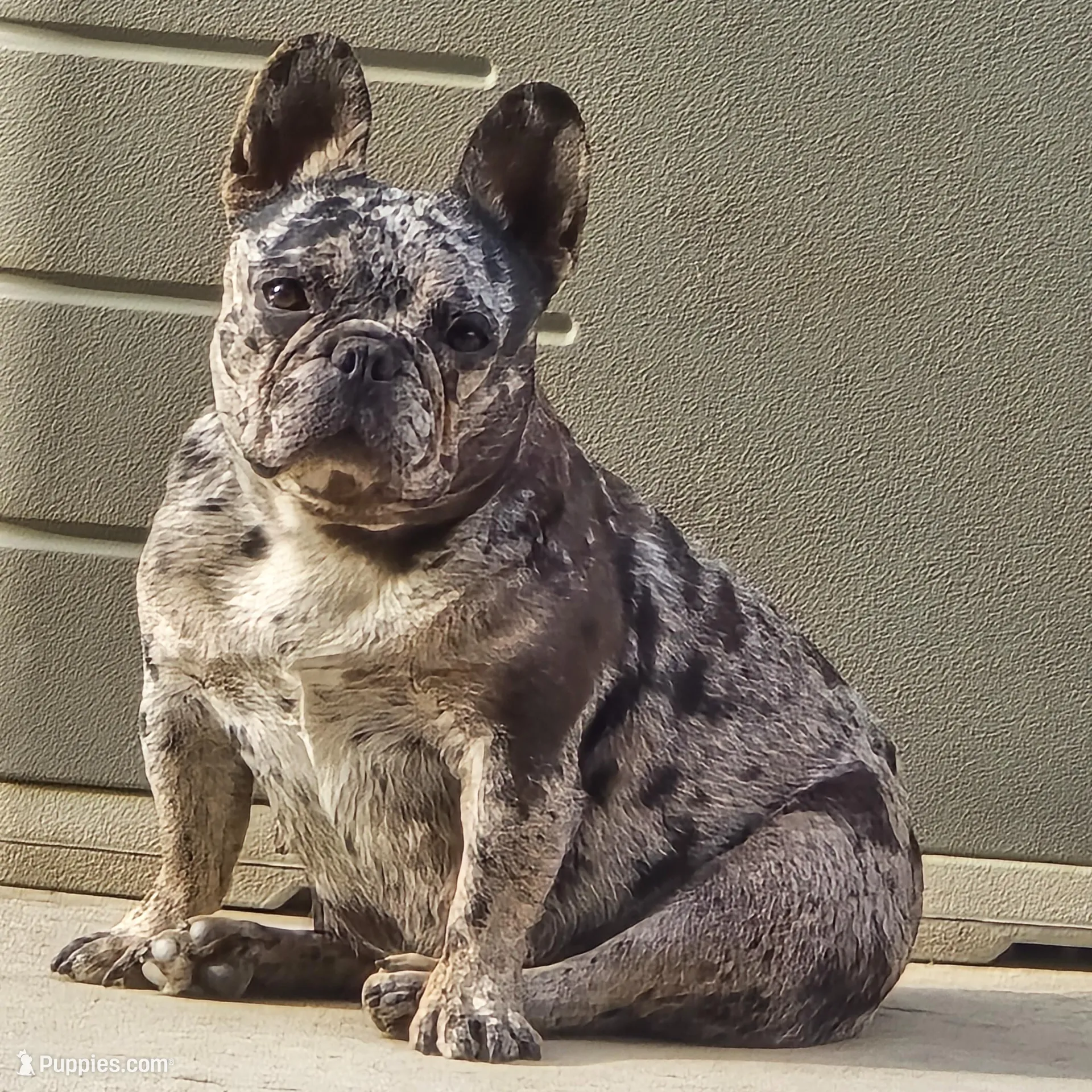TONKA, a female French Bulldog for sale in Montclair, CA – Photo 5 of 5