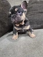 TONKA, a female French Bulldog for sale in Montclair, CA – Photo 2 of 5