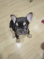 TONKA, a female French Bulldog for sale in Montclair, CA – Photo 3 of 5