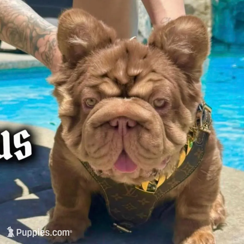 TONKA, a female French Bulldog for sale in Montclair, CA – Photo 4 of 5