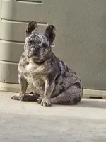 TERRY, a female French Bulldog for sale in Montclair, CA – Photo 4 of 4
