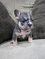 TERRY, a female French Bulldog for sale in Montclair, CA – Photo 2 of 4