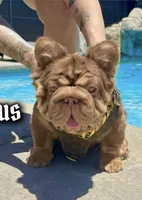TERRY, a female French Bulldog for sale in Montclair, CA – Photo 3 of 4
