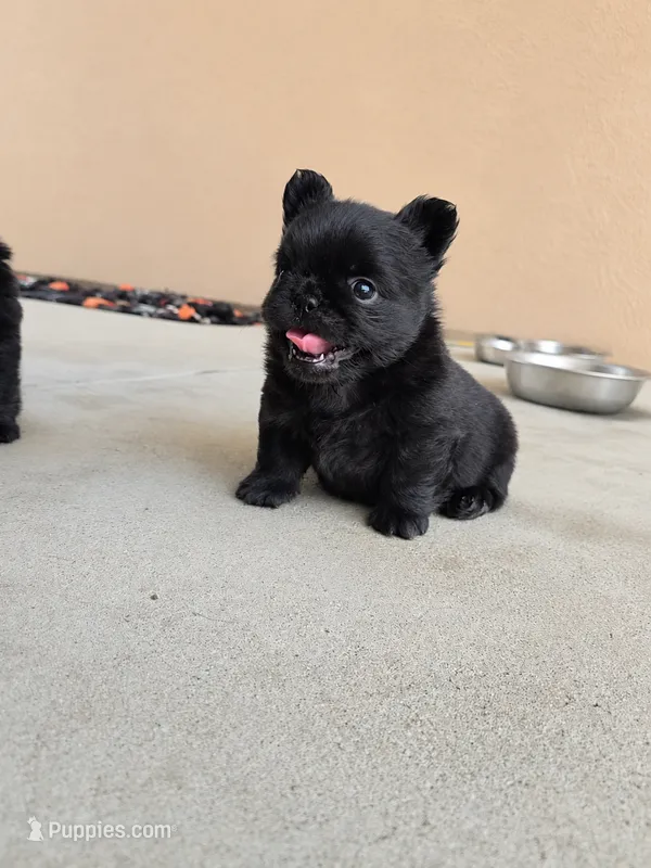 DOMINIC – French Bulldog puppy for sale in Montclair, CA