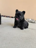 BRUCE, a male French Bulldog for sale in Montclair, CA – 1 of 2