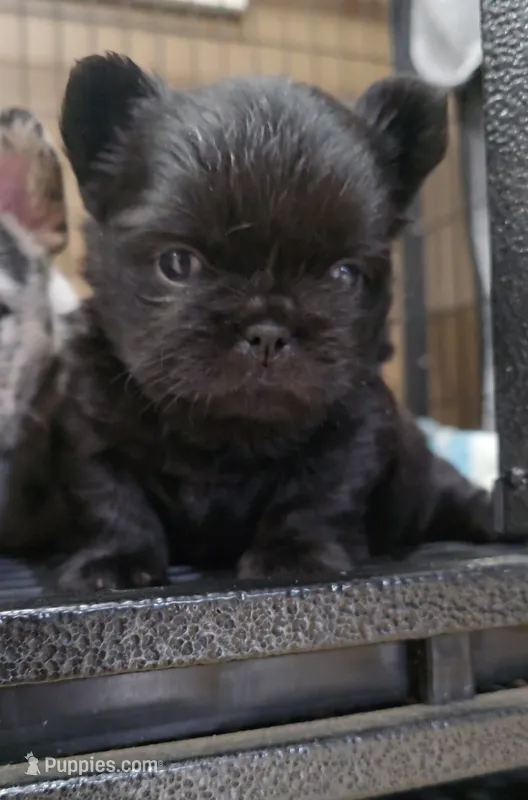 DOMINIC – French Bulldog puppy for sale in Montclair, CA