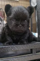 DOMINIC, a male French Bulldog for sale in Montclair, CA – 1 of 1