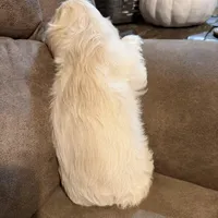 Chloe, a female Cocker Spaniel for sale in Marietta, SC – Photo 2 of 3